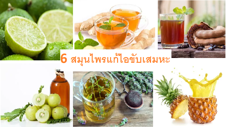 6 สมุนไพรแก้ไอขับเสมหะ จากในครัว